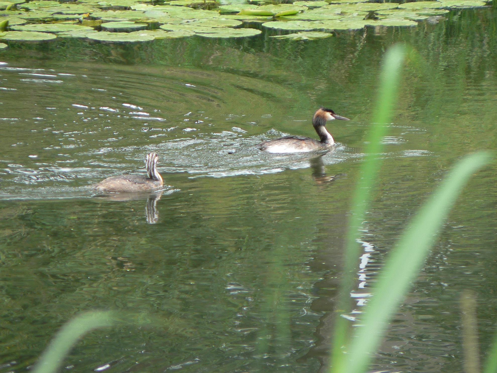 Pasari salbatice - p1030388.JPG